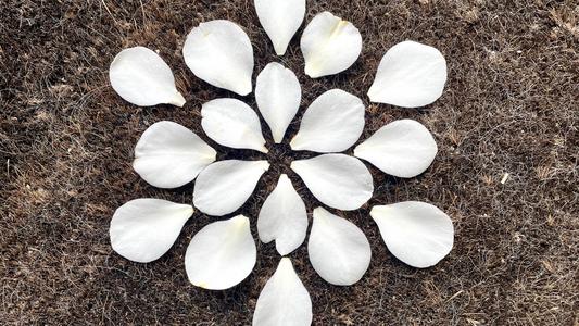 Sacred Geometry: The Blueprint of Life and Healing